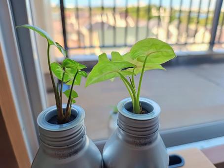 窓辺に置かれた水耕栽培の観葉植物 窓辺に置かれた水耕栽培の観葉植物 観葉植物,植物,グリーンの写真素材