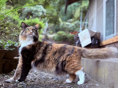 猫 猫 猫,愛猫,成猫の写真素材