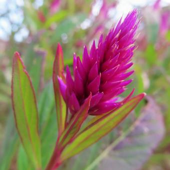 ケイトウ（鶏頭） ケイトウ,鶏頭,花の写真素材