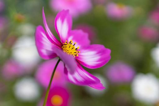 Cosmos dark pink and pink petals, JPG