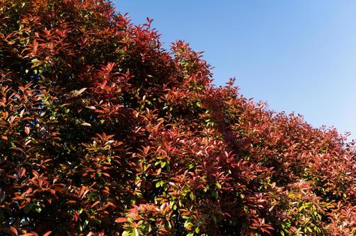 青空に映える赤い新芽と緑の葉② 青空,葉,新芽の写真素材