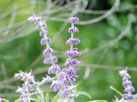 【花の写真】 アメジストセージ 【花の写真】 アメジストセージ アメジストセージ,花,はなの写真素材