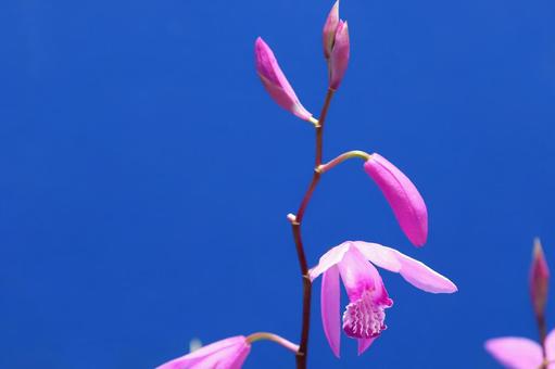 紫蘭の花 紫蘭の花の写真