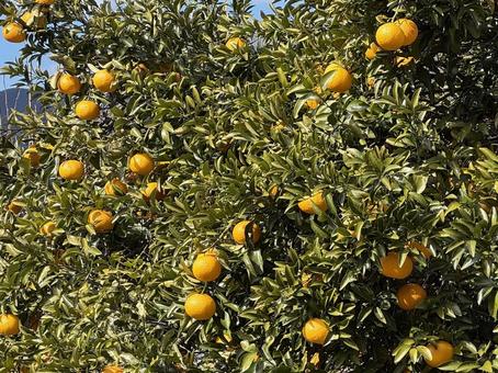 ミカンの木 みかん,みかんの木,みかん農家の写真素材