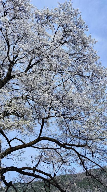 根尾谷淡墨桜 根尾谷淡墨桜,桜,春の写真素材