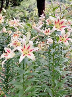 ユリ ユリ ユリ,百合,緑の写真素材