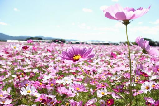 コスモス コスモス 秋,季節,花の写真素材