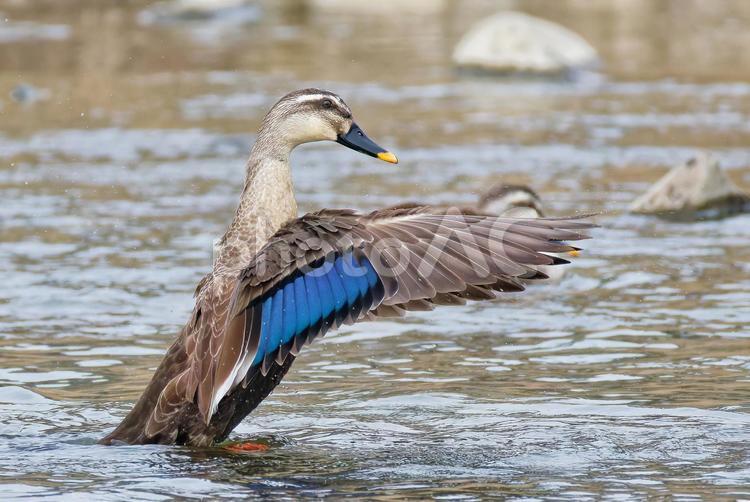 水面で羽ばたきをするカルガモ カルガモ,軽鴨,夏留鴨の写真素材
