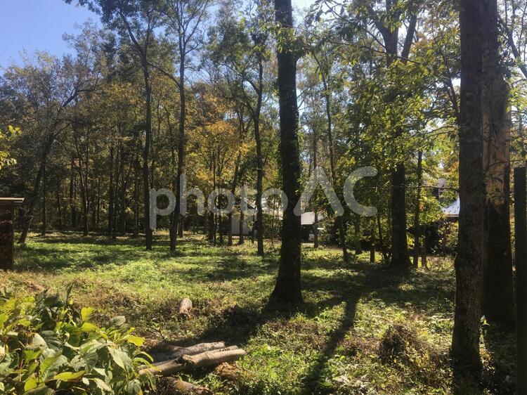 高原の森林の中で秋の木漏れ日 木,風景,自然の写真素材