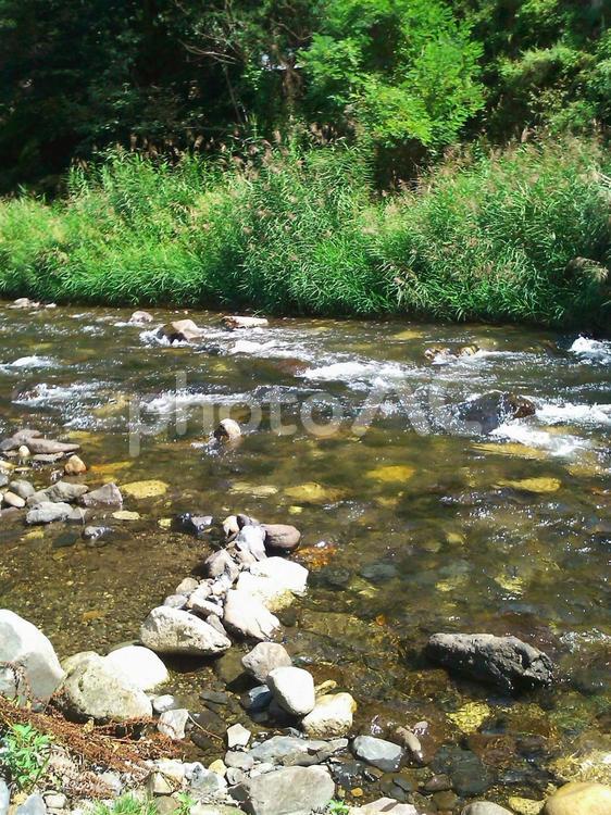 森林の川辺 水辺,自然,森林の写真素材