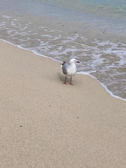 海辺を歩く鳥の写真