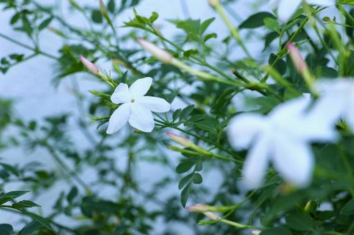 Photo, jasmine, herbs, flower, 