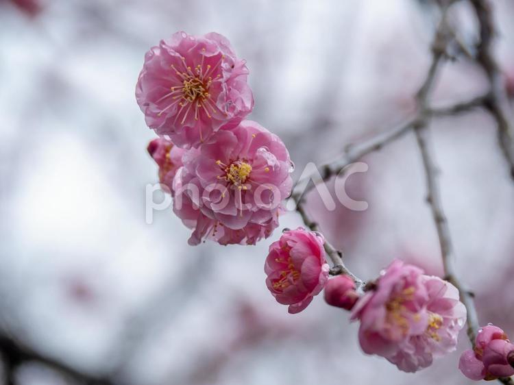 梅の花・ピンク色 梅の花,梅,花の写真素材