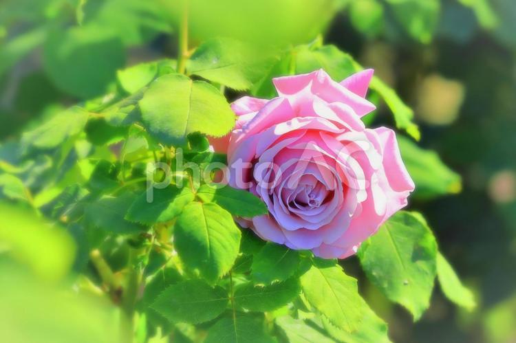 爽やかな薄紫の薔薇の花 植物,花,薔薇の写真素材