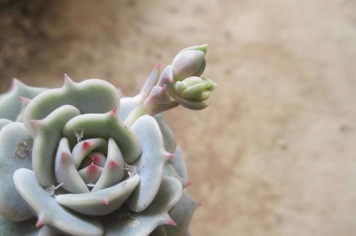 エケベリア エケベリア,多肉植物,植物の写真素材