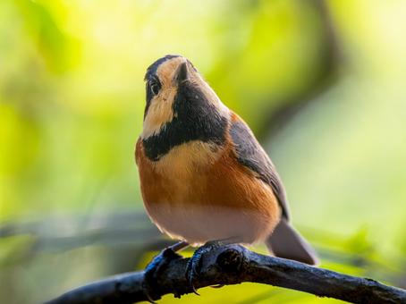枝にとまるヤマガラの写真