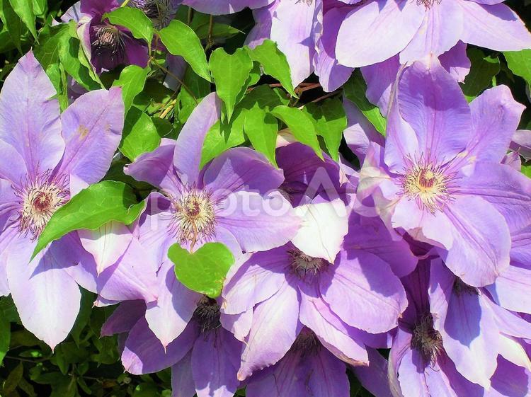 生垣に咲いたクレマチス クレマチス,紫色の花,ムラサキの写真素材