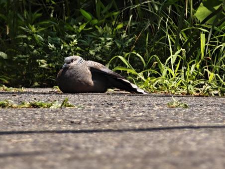 舗装路でくつろぐカノコバト カノコバト,鳥,野鳥の写真素材