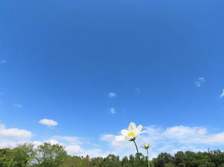 コスモスと青空 コスモス,青空,綺麗の写真素材