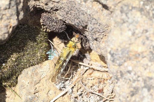 ウスバキチョウ ウスバキチョウ,高山蝶,大雪山の写真素材