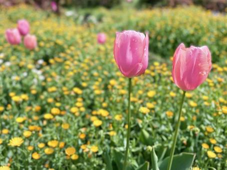 花壇のチューリップ 花壇のチューリップの写真