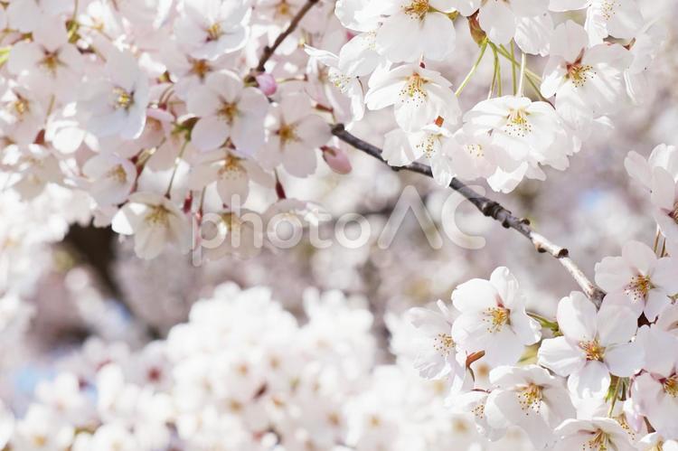 満開の桜のアップ さくら,桜,桜の花の写真素材