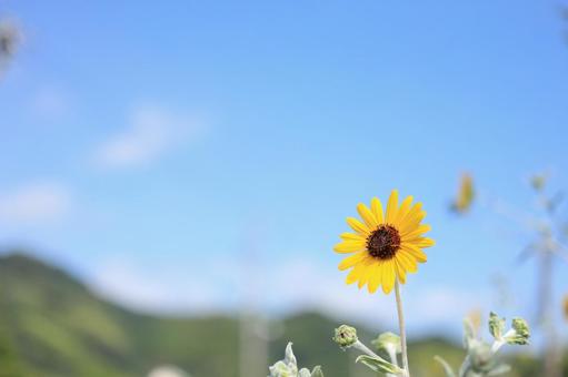青空の下にミニひまわり一輪 ひまわり,夏,夏の景色の写真素材