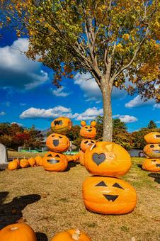 北海道　大沼国定公園　秋の風景 ハロウィン,カボチャ,秋の写真素材