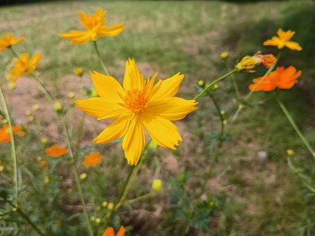 キバナコスモス キバナコスモス,コスモス,黄花秋桜の写真素材