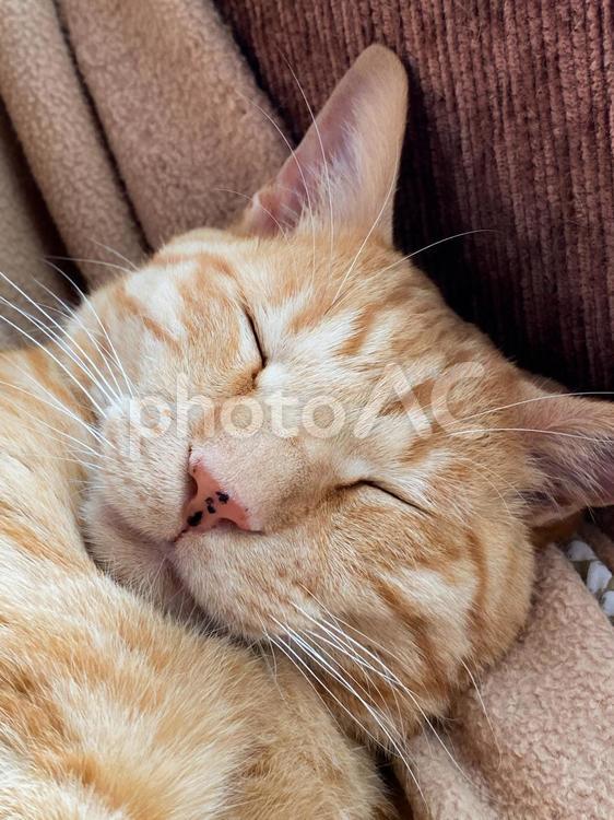 熟睡する猫① 猫,ねこ,トラ猫の写真素材