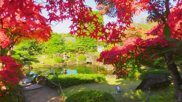 紅葉 姫路城 好古園36 紅葉,秋,日本庭園の写真素材