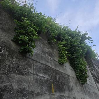 コンクリートから下がる草 コンクリートから下がる草の写真