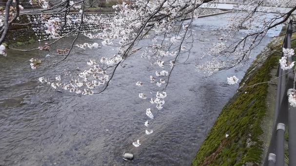 水の流れと桜の花 水の流れと桜の花 桜,川,水の写真素材