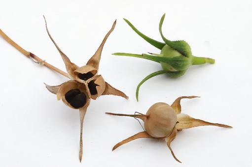 アサガオの種 朝顔,あさがお,夏期の写真素材