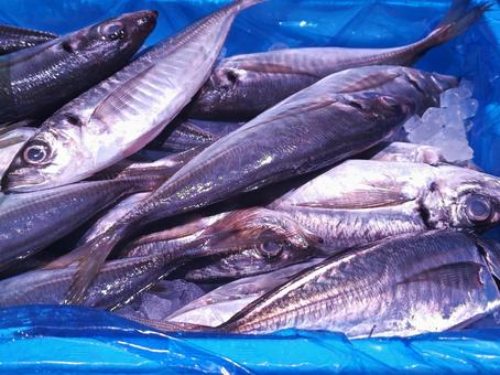 魚屋さんの鰺(あじ) 魚屋さんの鰺(あじ) アジ,魚屋,ケースの写真素材