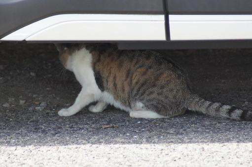 ねこ ねこ のらねこ,にゃんこ,可愛いの写真素材