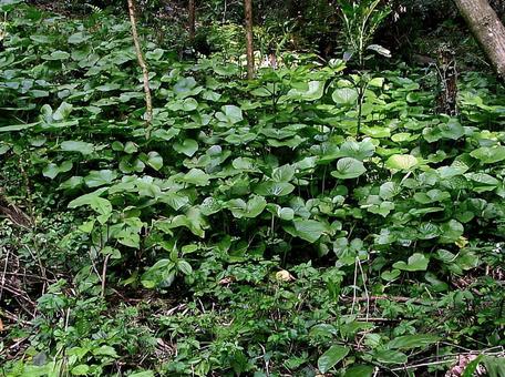 山中で育つ畑ワサビ 山中で育つ畑ワサビの写真
