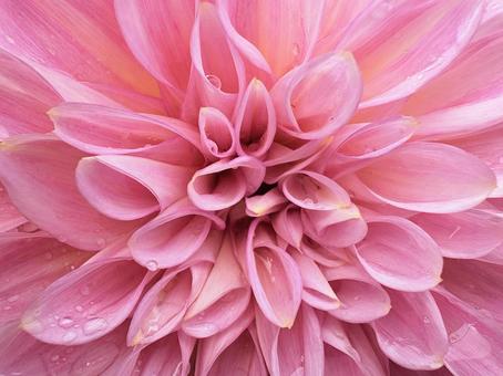 華やかなダリア 01の写真