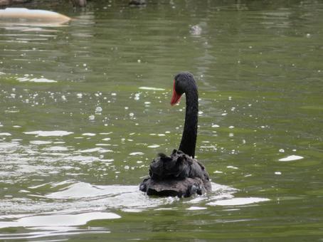 コクチョウの後ろ姿 コクチョウ,ブラックスワン,鳥類の写真素材