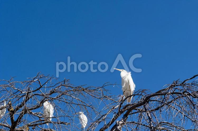 青空に映える枯れ枝と白鷺の群れ 青空に映える枯れ枝と白鷺の群れ 白鷺,サギ,鳥の写真素材