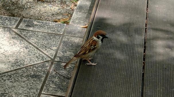 スズメの写真