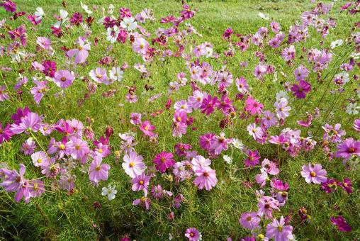 コスモス コスモス,秋,花の写真素材