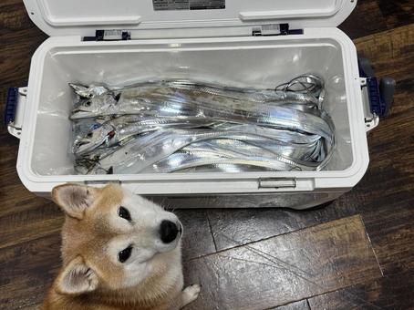 大漁の太刀魚を自慢げに披露する柴犬 柴犬,犬,太刀魚の写真素材