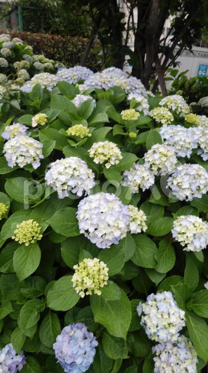 咲きかけのアジサイ 何人もありません,自然,花の写真素材