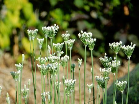 【花の写真】ニラの花の写真