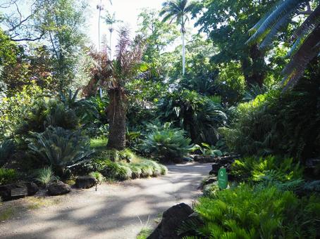 ハワイの自然3の写真