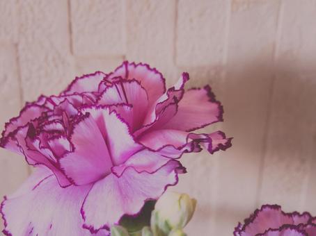 カーネーション カーネーション カーネーション,母の日,花瓶の写真素材