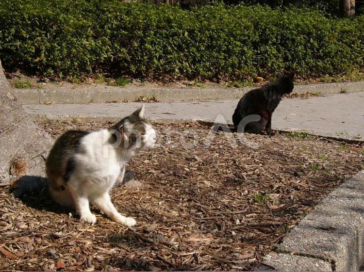 ２匹　遠目に黒 猫,野良猫,キジ白の写真素材