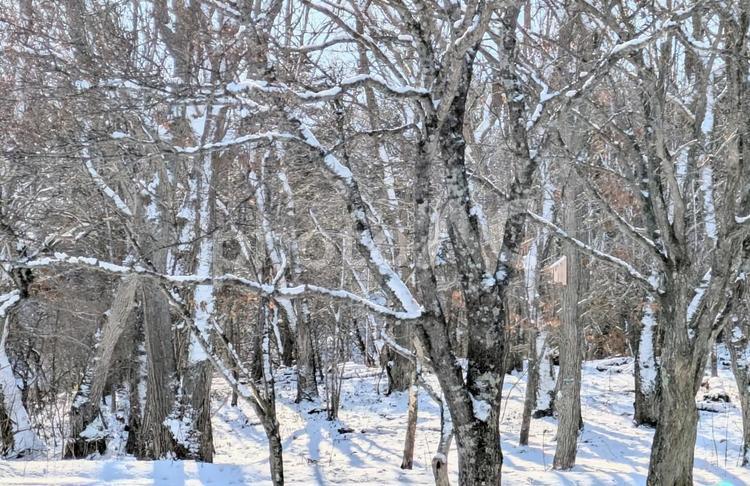 冬の森の中 冬,枯れ木,冬木の写真素材