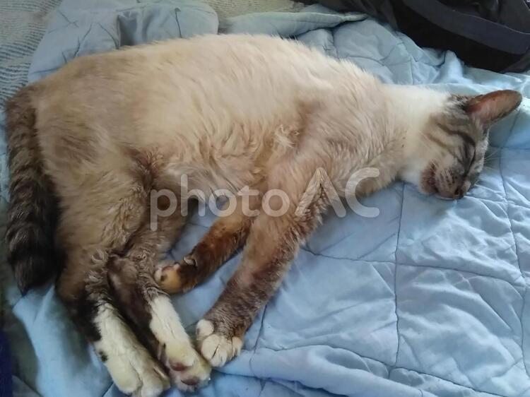 行き倒れ風 猫,ネコ,ペットの写真素材